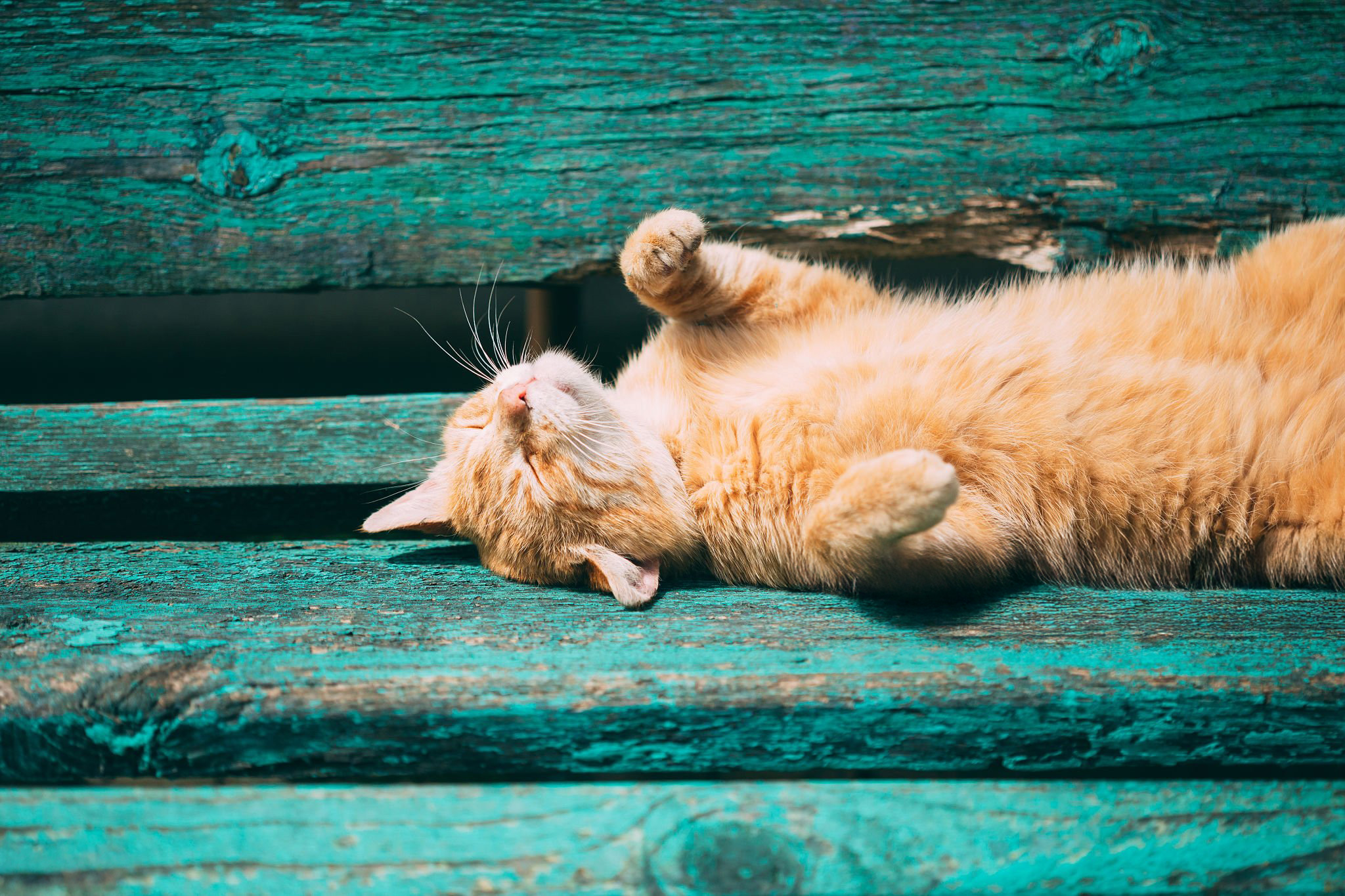 Chat et fortes chaleurs