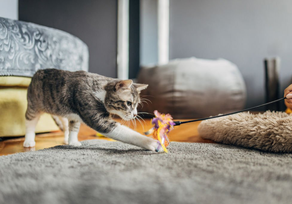 Cat sitter, visite à domicile pour chat