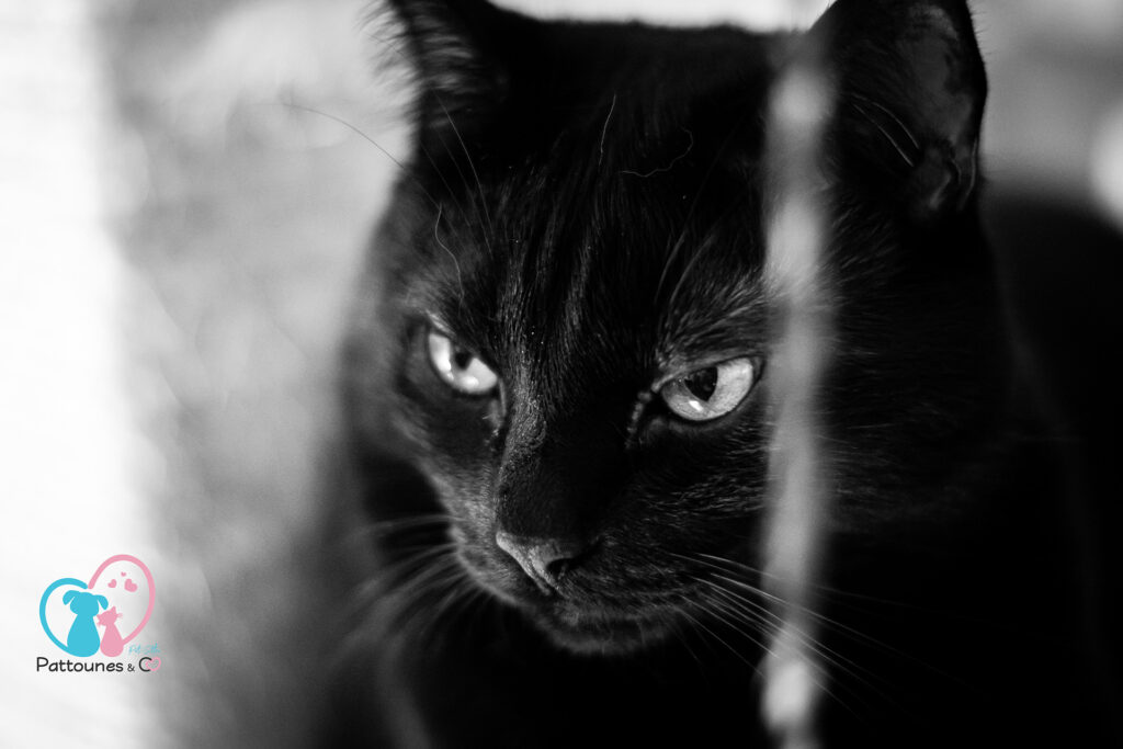 Journée internationale du chat noir
